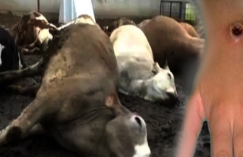 Bir ilde daha şarbon skandalı