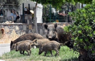 Bodrum'u domuzlar bastı