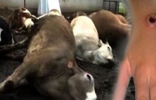 Bir ilde daha şarbon skandalı