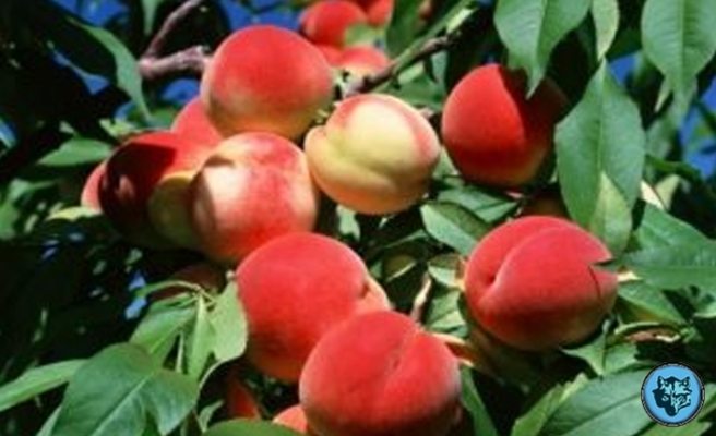 Şeftalinin faydaları