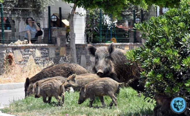 Bodrum'u domuzlar bastı