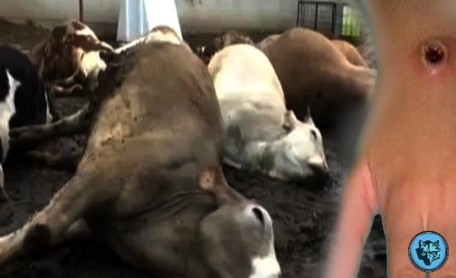 Bir ilde daha şarbon skandalı